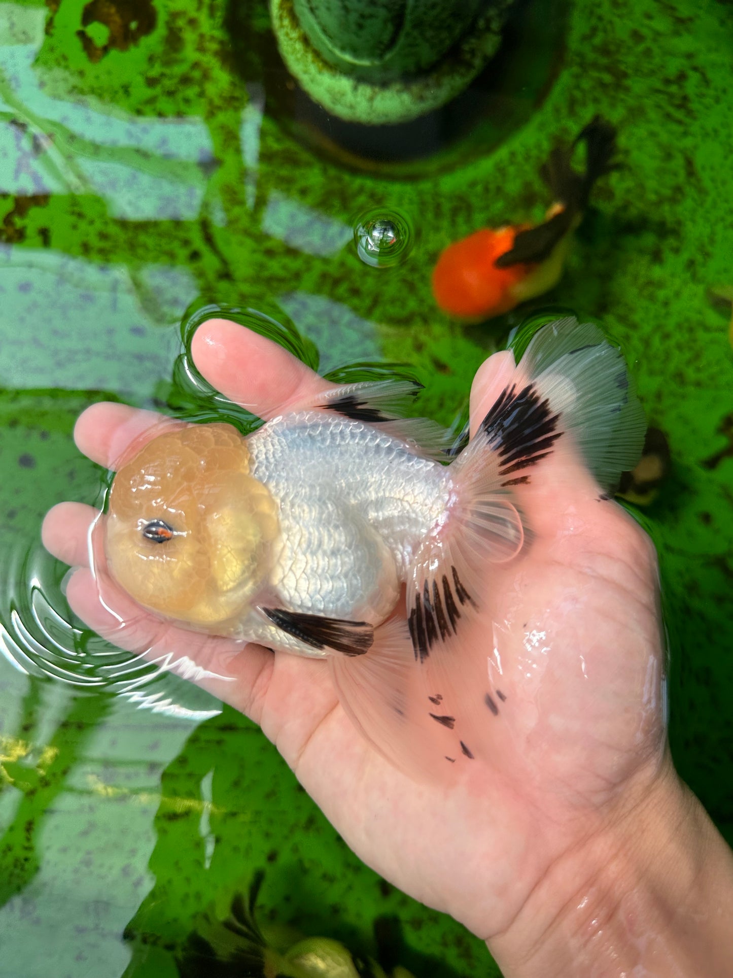 A Grade Panda Button Eyes Oranda Male 5 inches #0920OR_25