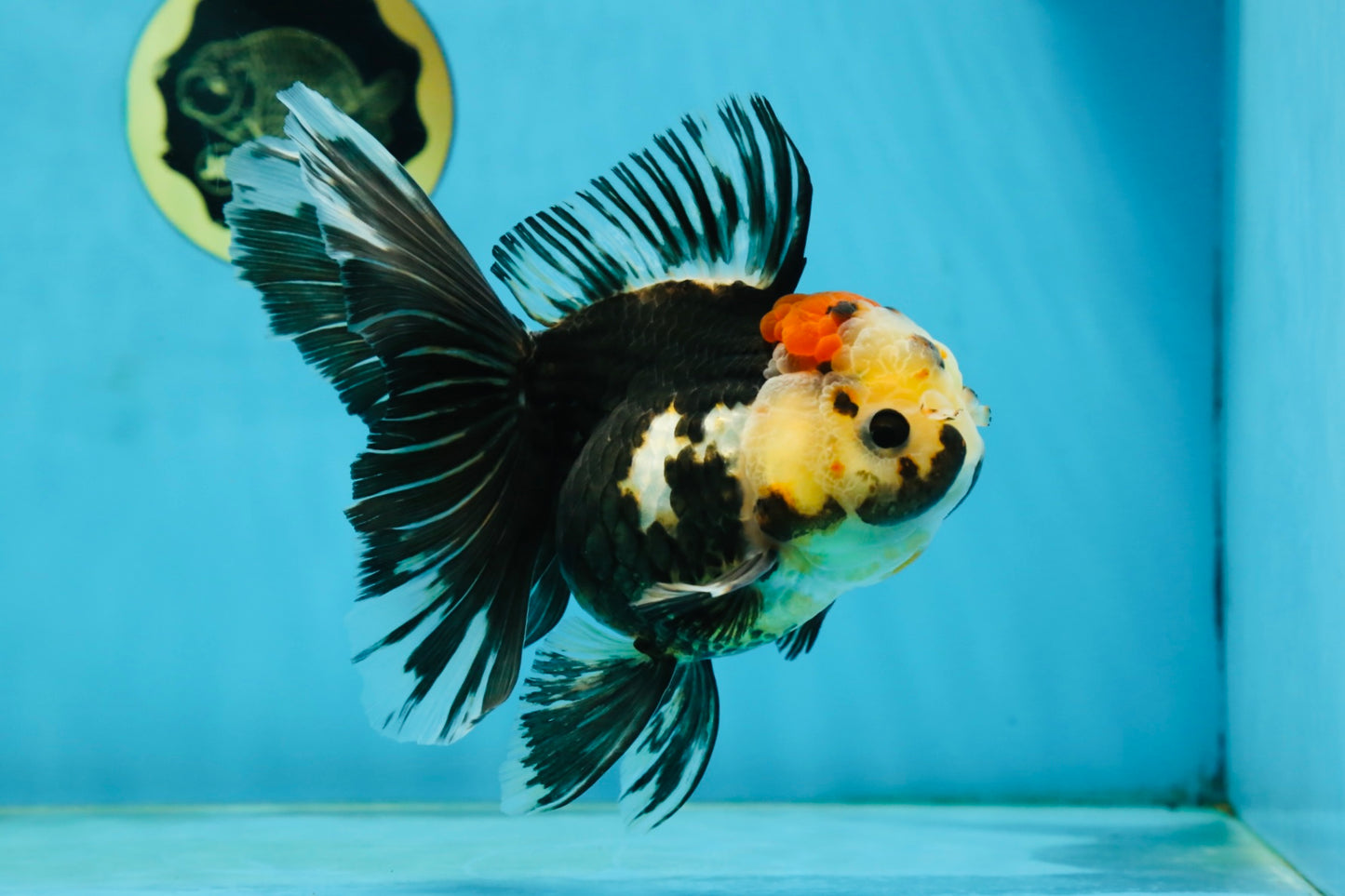 A Grade Tricolor Oranda Female 5.5-6 inches #062725OR_24