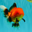 A Grade Apache Oranda Female 5 inches #100926OR_26
