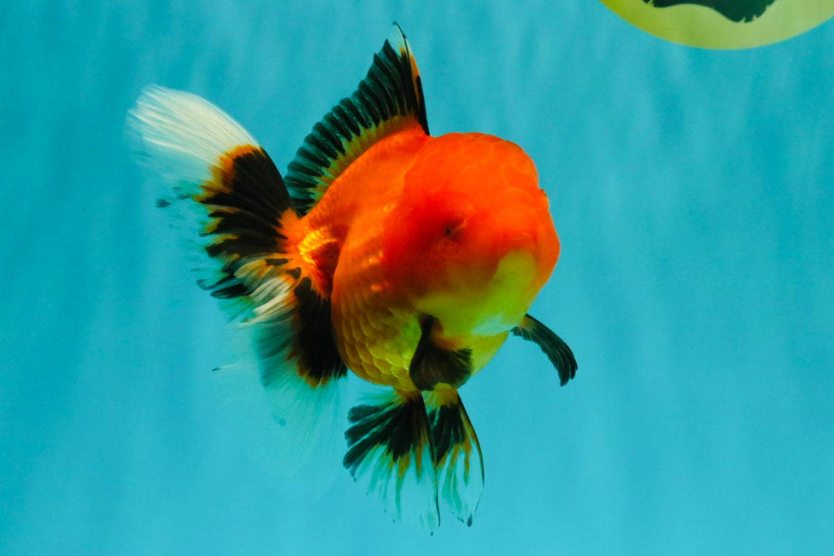 A Grade Apache Oranda Female 5 inches #100926OR_26