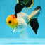 AAA Grade Special Tricolor Button Eyes Oranda Male 5 inches #080825OR_03