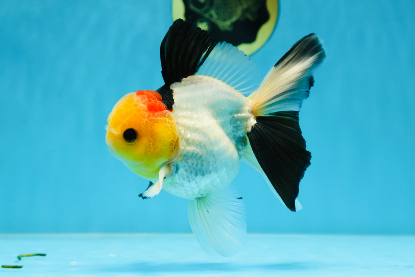 AAA Grade Special Tricolor Button Eyes Oranda Male 5 inches #080825OR_03