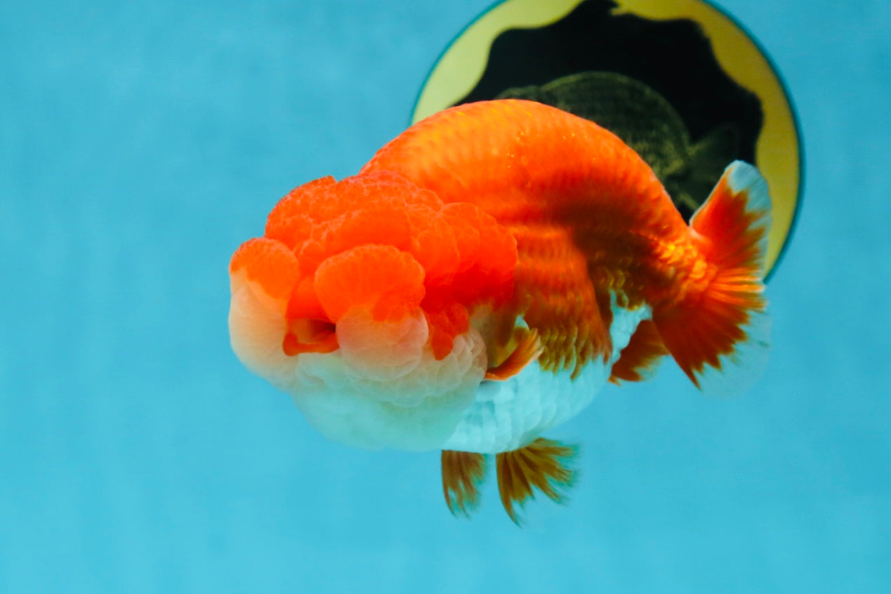 AAA Grade Red White LionKing 4.5 inches #050925LC_11