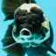 A Grade Monster Panda Oranda Female 5.5-6 inches #111524OR_18