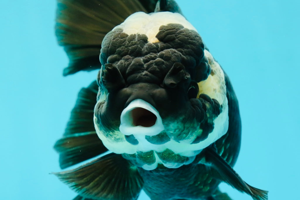 A Grade Monster Panda Oranda Female 5.5-6 inches #111524OR_18