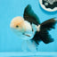 Panda Oranda mâle de qualité AAA 5,5 pouces #0906OR_31