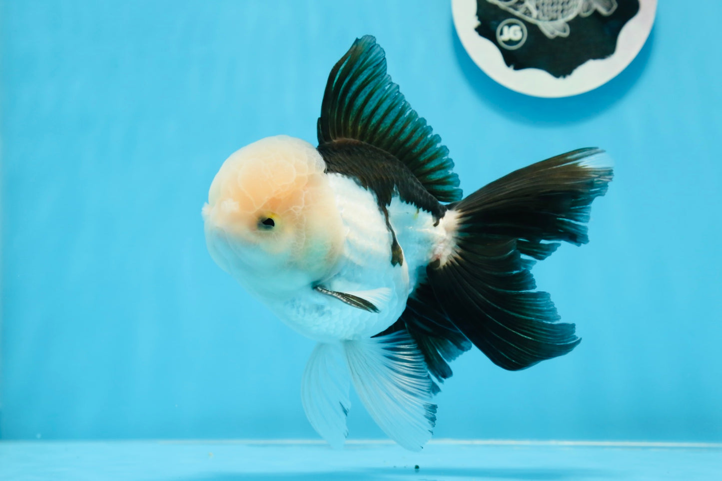 AAA Grade Panda Oranda Male 5.5 inches #0906OR_31