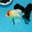 A Grade Tricolor Angry Bird Oranda Female 4.5-5 inches #0726OR_17