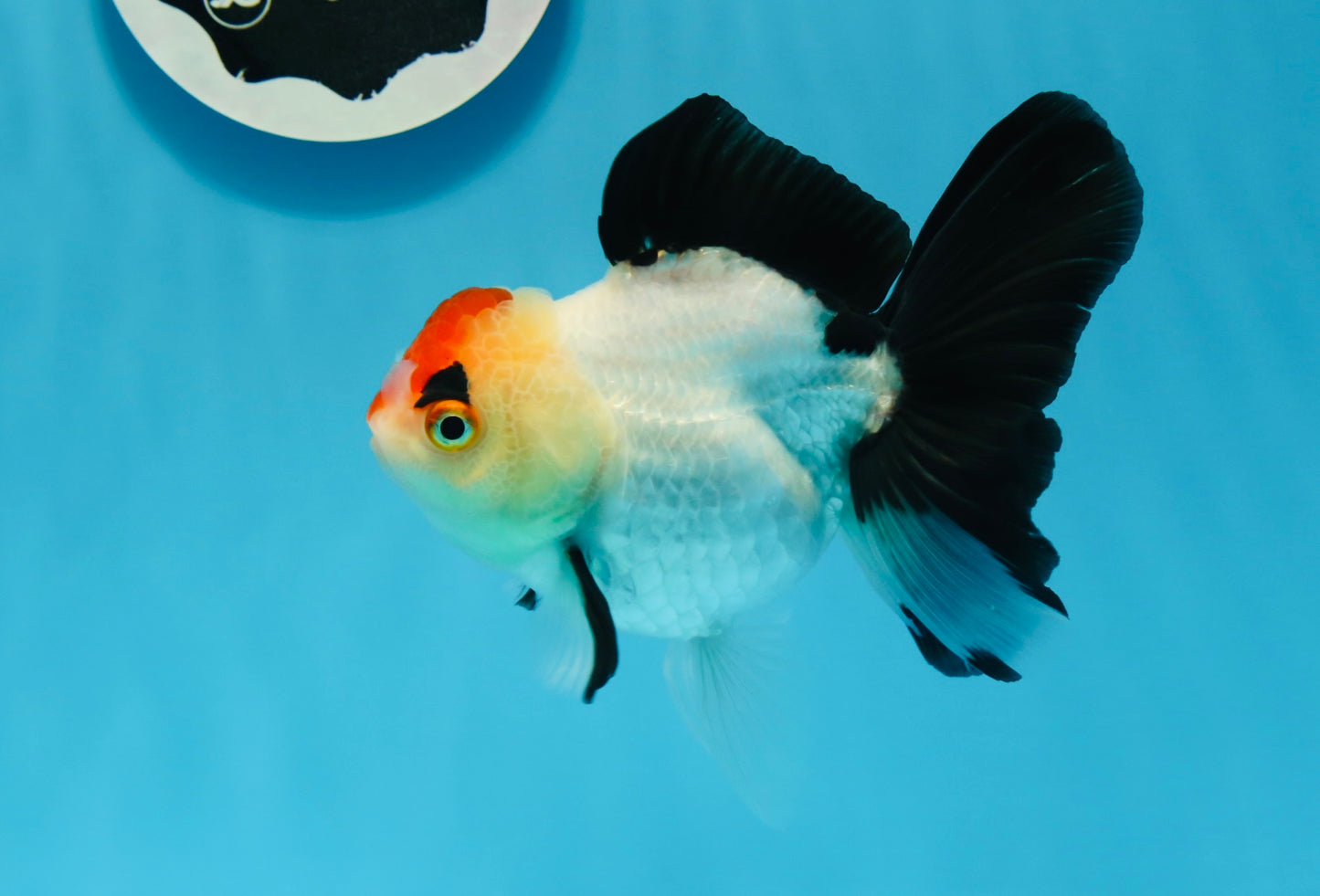 A Grade Tricolor Angry Bird Oranda Female 4.5-5 inches #0726OR_17