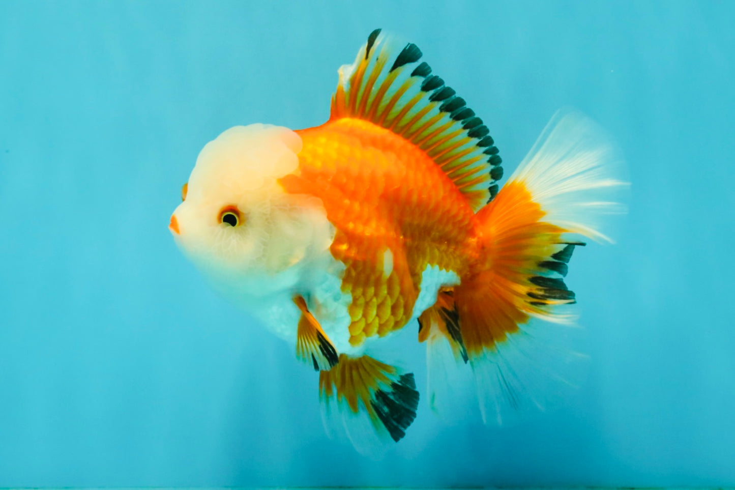 FLUFFY TAIL A Grade Apache Oranda Female 5.5-6 inches #041726OR_07