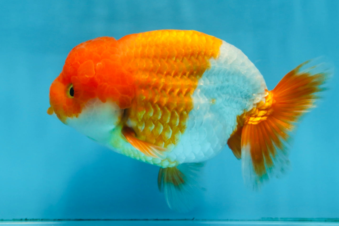 A Grade Red White LionKing 5.5 inches #091925LC_22