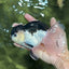 AAA Grade Panda Oranda Male 5.5  inches #112924OR_19