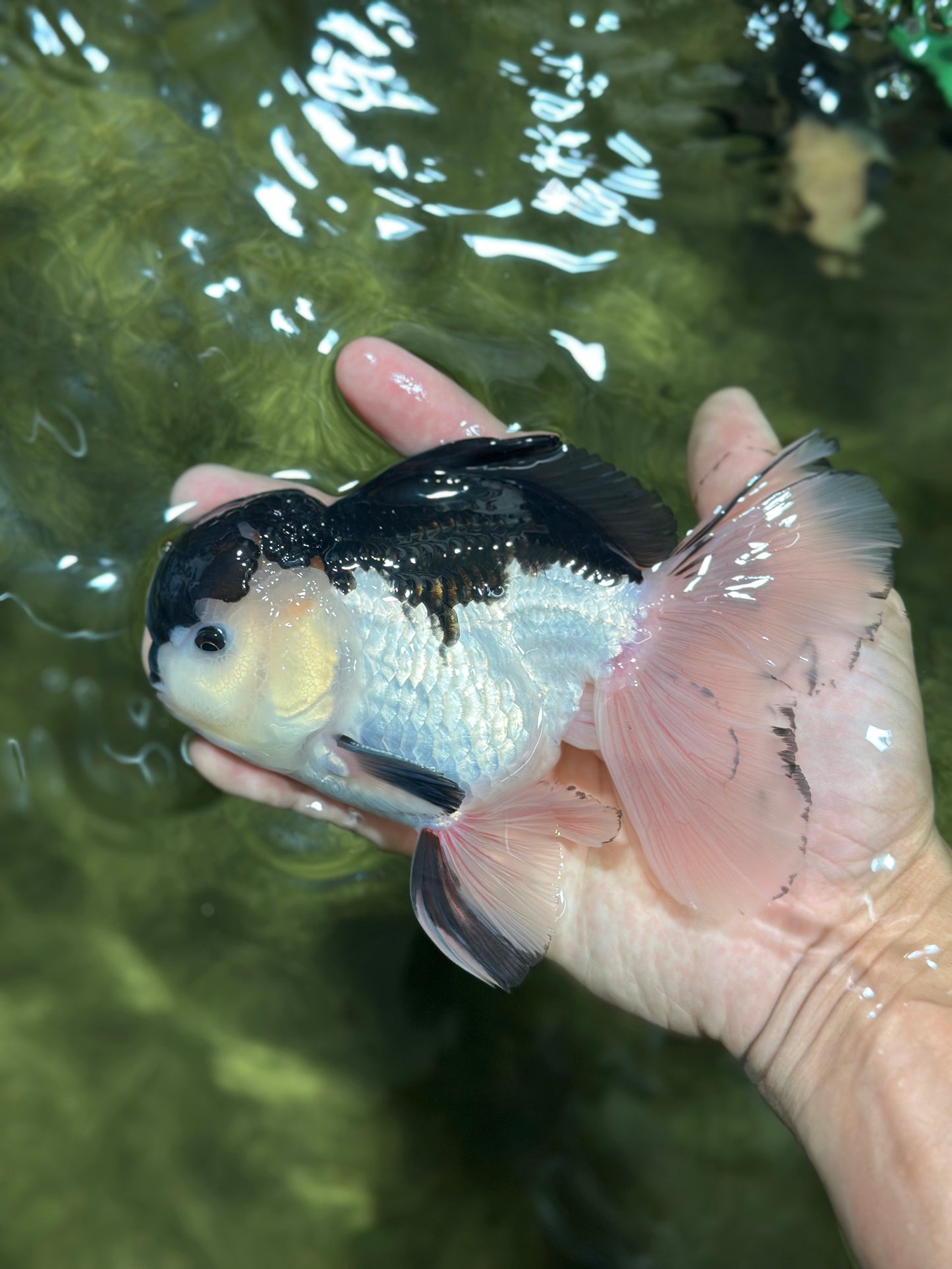 AAA Grade Panda Oranda Male 5.5  inches #112924OR_19