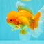A Grade Red White Oranda Male 5.5-6 inches #082126OR_03