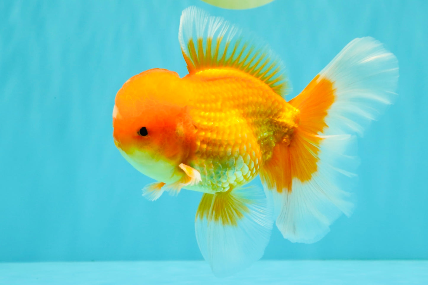 A Grade Red White Oranda Male 5.5-6 inches #082126OR_03