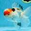 A Grade Tricolor Oranda Male 5.5 inches #070425OR_17