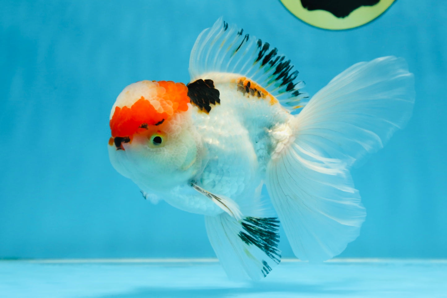 A Grade Tricolor Oranda Male 5.5 inches #070425OR_17