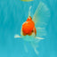 A Grade Red White Oranda Male 5.5-6 inches #090426OR_09