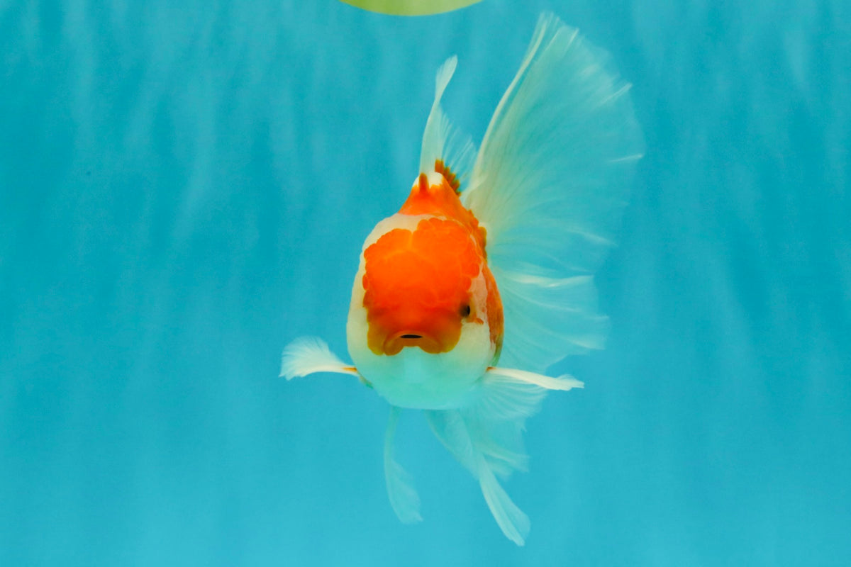 A Grade Red White Oranda Male 5.5-6 inches #090426OR_09