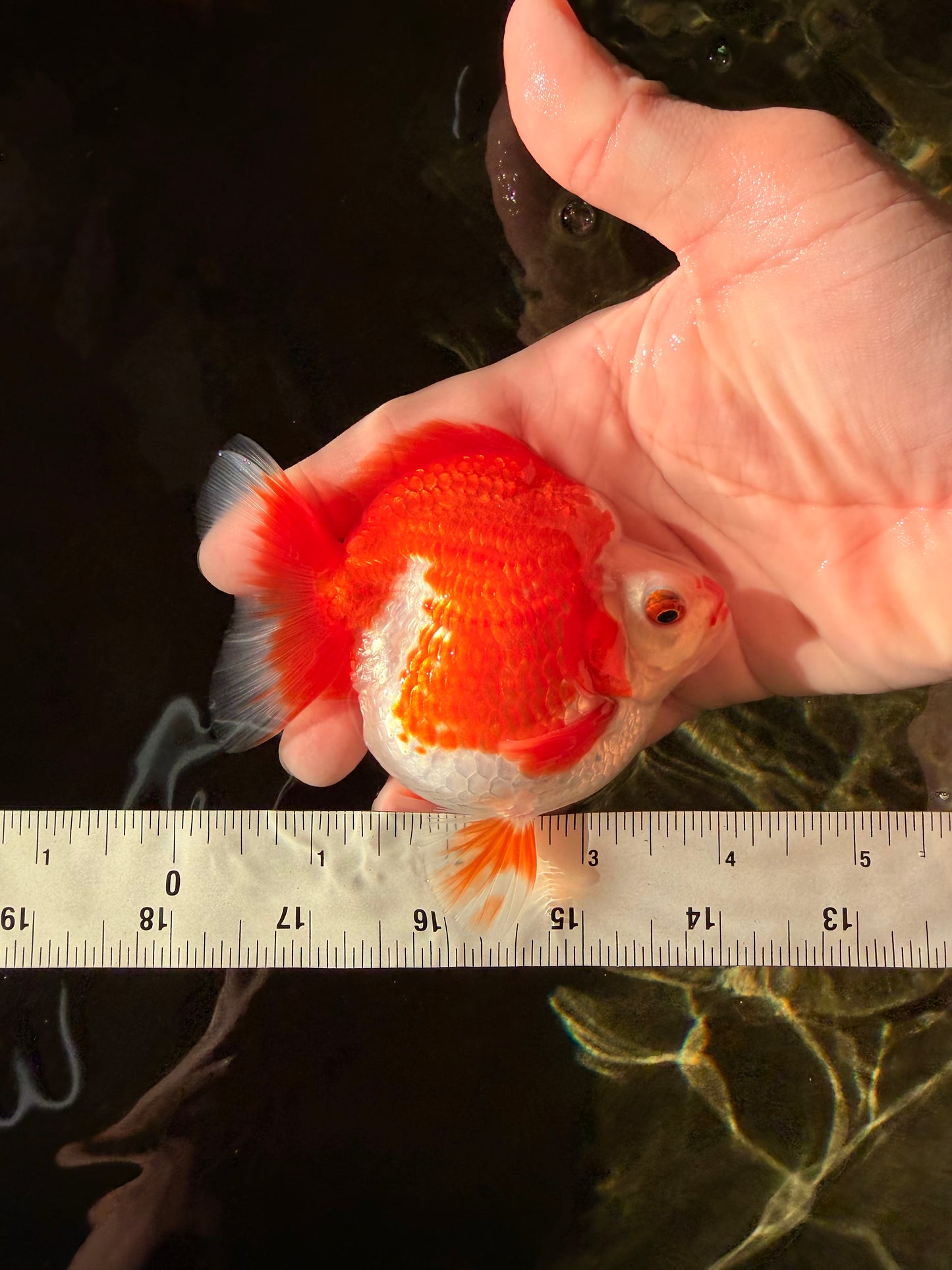 SUPER AAA Grade Red White Ryukin Male 4 inches #022726RK_16