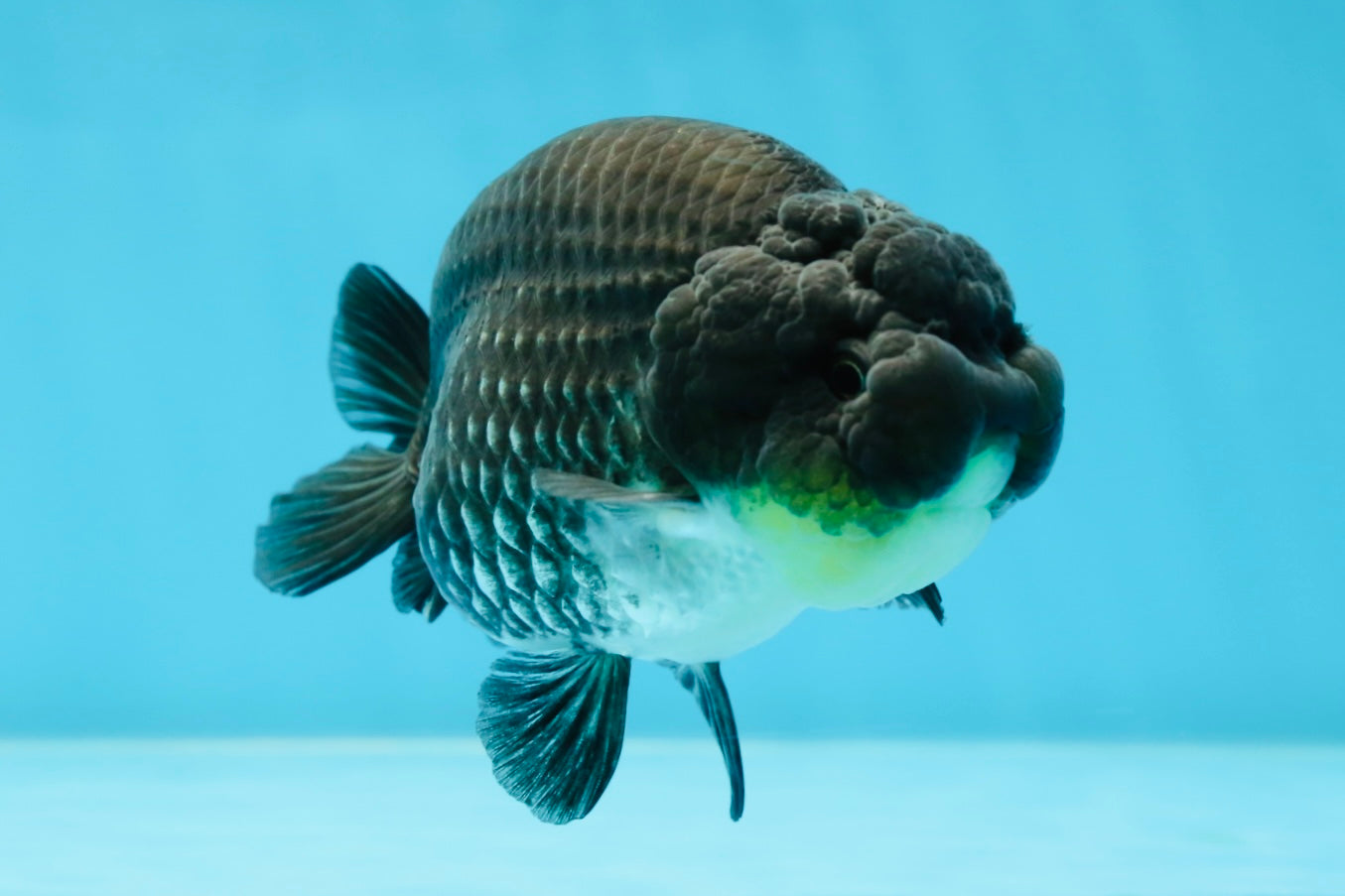 AAA Grade Black Blue LionQueen 4-4.5 inches #051625LC_03