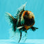 A Grade Real Calico Oranda Male 5.5 inches #062626OR_32