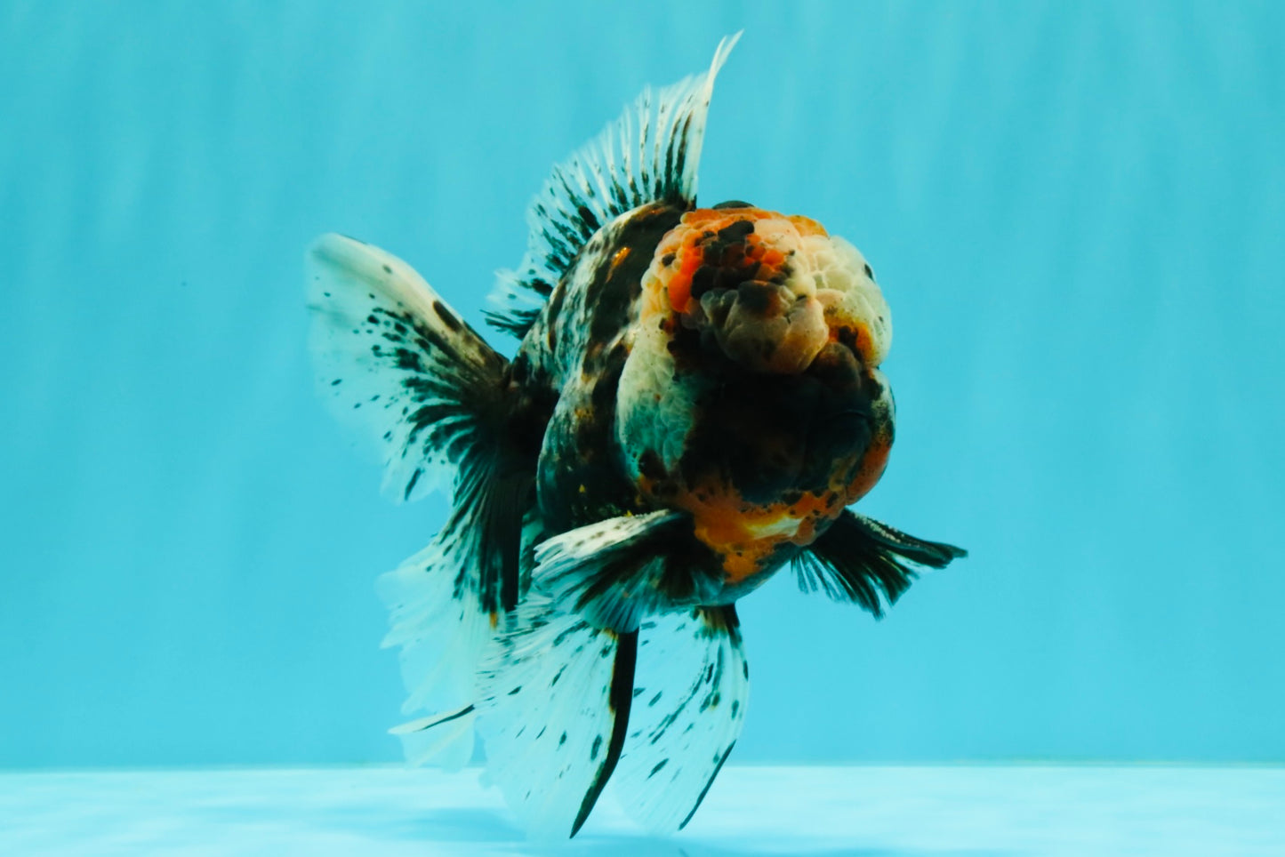 A Grade Real Calico Oranda Male 5.5 inches #062626OR_32