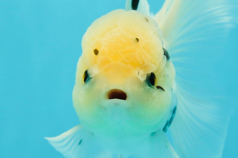 A Grade Lemonhead Panda Button Eyes Oranda Male 5.5 inches #1011OR_03