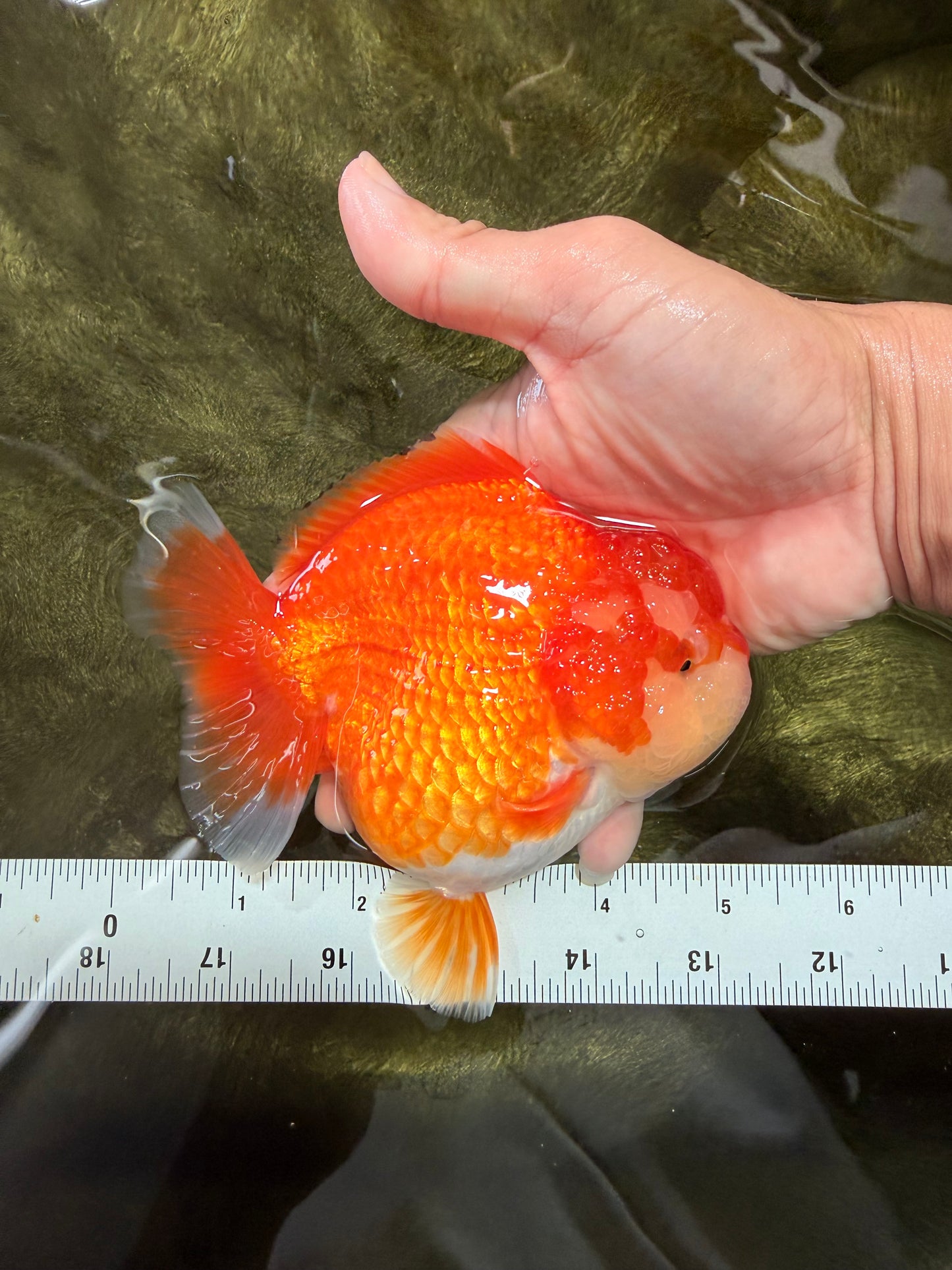 SUPER CUTE A Grade Red White Yuanbao Female 5-5.5 inches #071026YB_20
