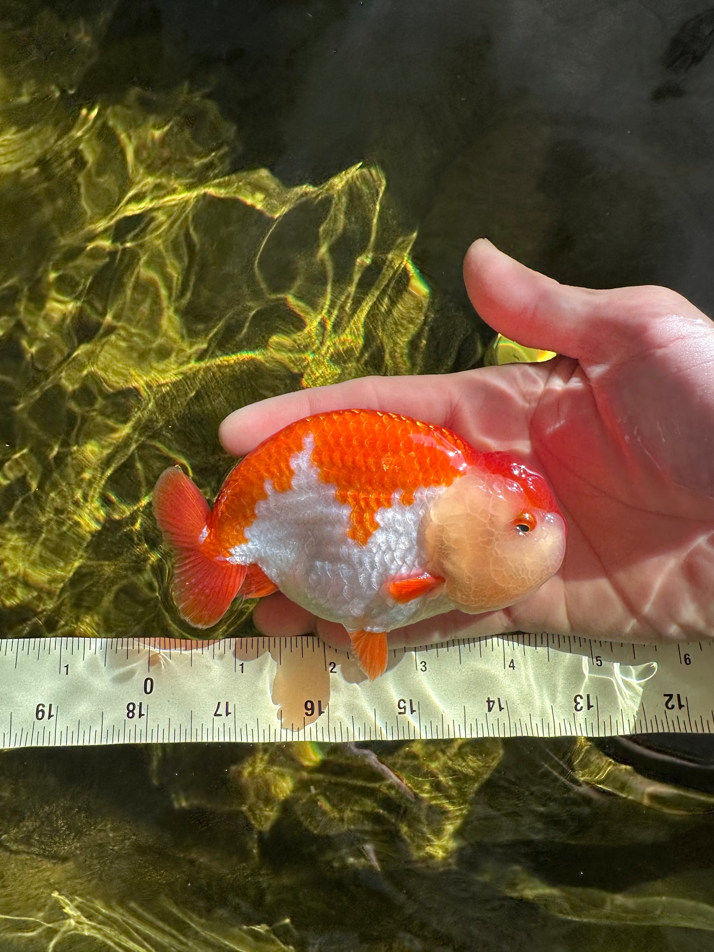 AAA Grade Red White LionKing 4.5 inches #050925LC_14