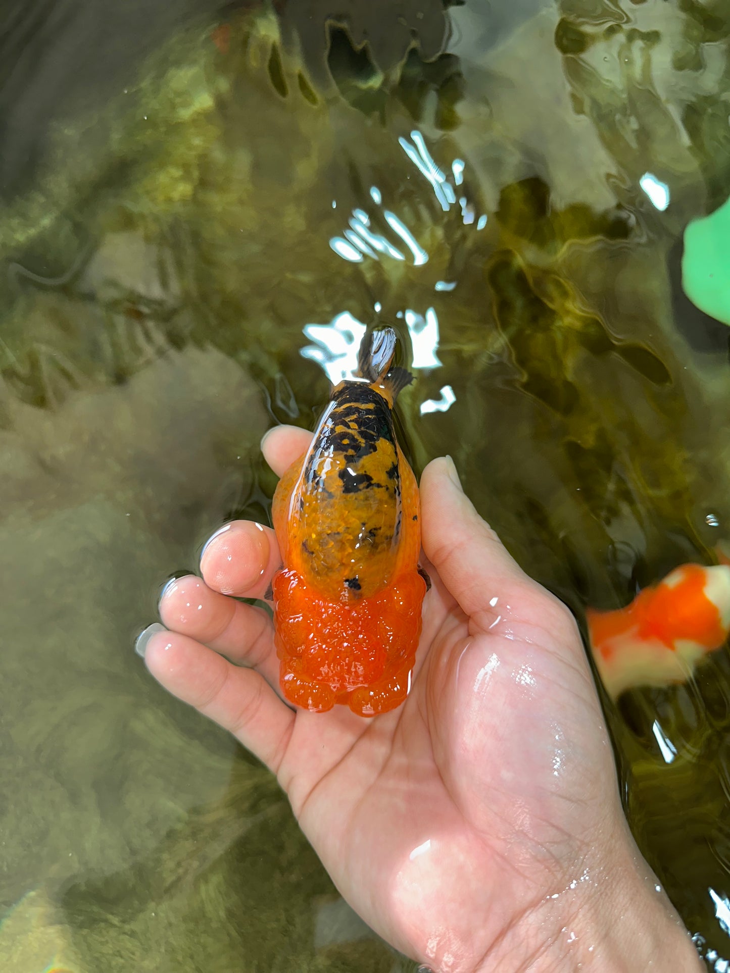 Adorable A Grade Super Cute Apache LionQueen 4 inches #050225LC_14