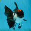 A Grade Tricolor Oranda Male 5-5.5 inches #010325OR_12