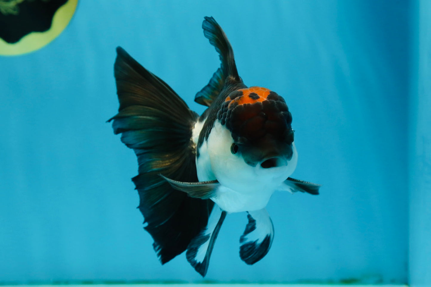 A Grade Tricolor Oranda Male 5-5.5 inches #010325OR_12