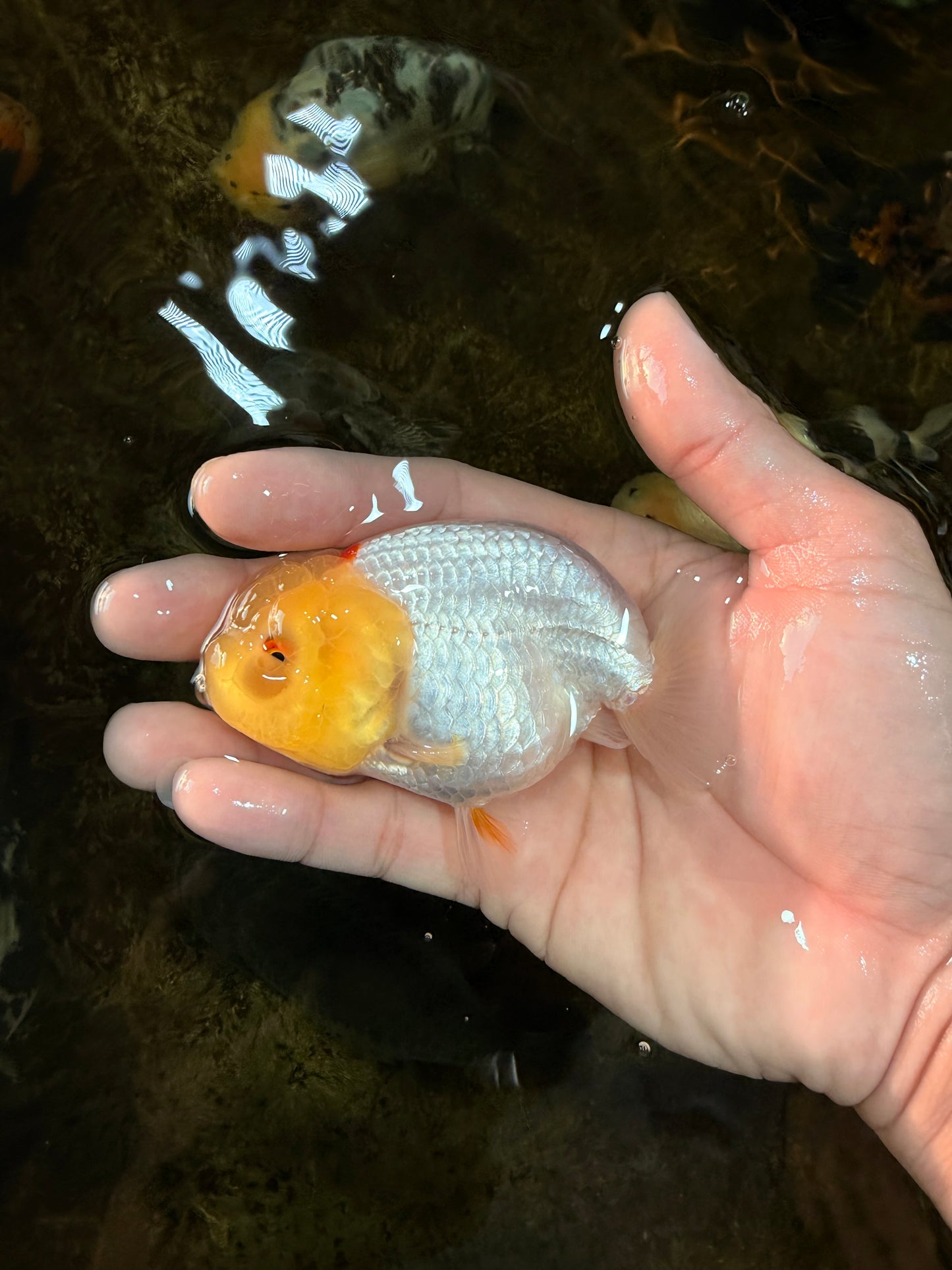 AAA Grade Lemonhead LionQueen 3.5 inches #101725LC_09