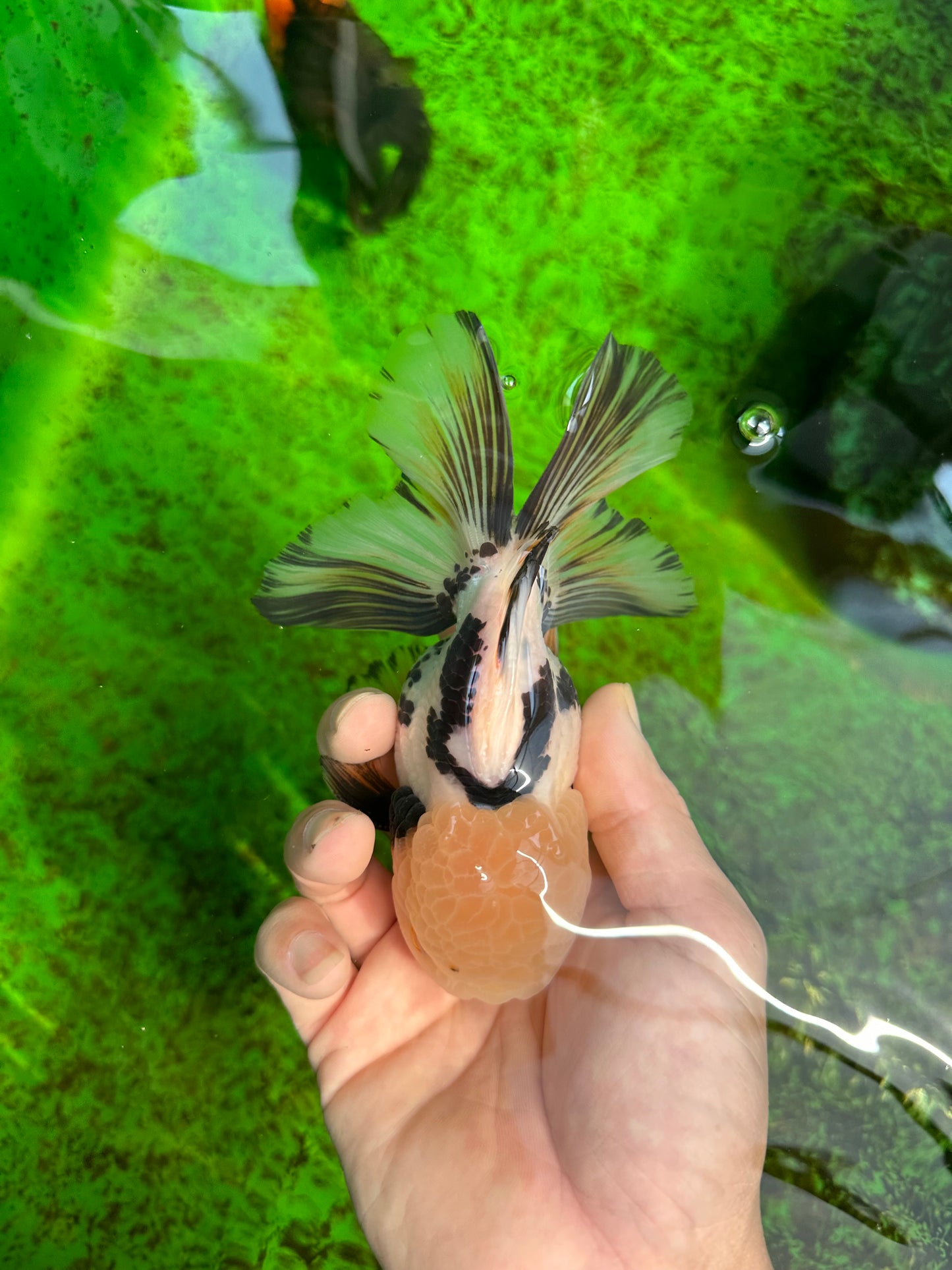 AAA Grade Tricolor Oranda Perfect Shape Male 5.5 inches #1011OR_05