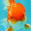 Red White Oranda Male 5.5-6 inches #082826OR_09