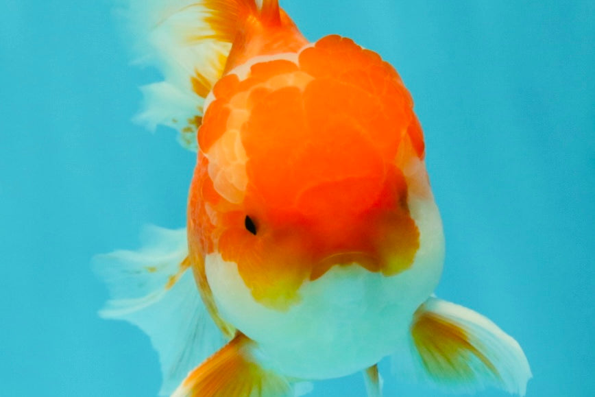 Red White Oranda Male 5.5-6 inches #082826OR_09