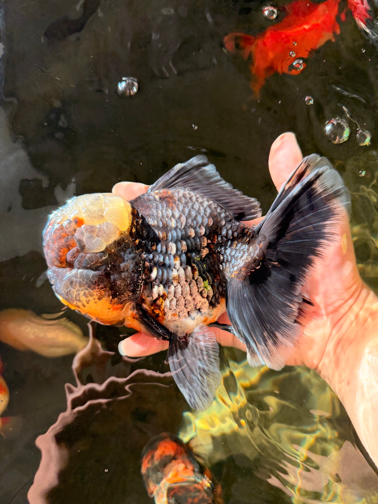 JUMBO AAA Grade Godzilla Jade Head Blue Kirin Oranda Male 6.5-7 inches #030626OR_08