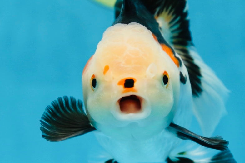 A Grade Tricolor Oranda Female 5-5.5 inches #081525OR_29