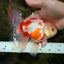 CHICKIE A Grade Red White Oranda Male 5.5 inches #101626OR_08