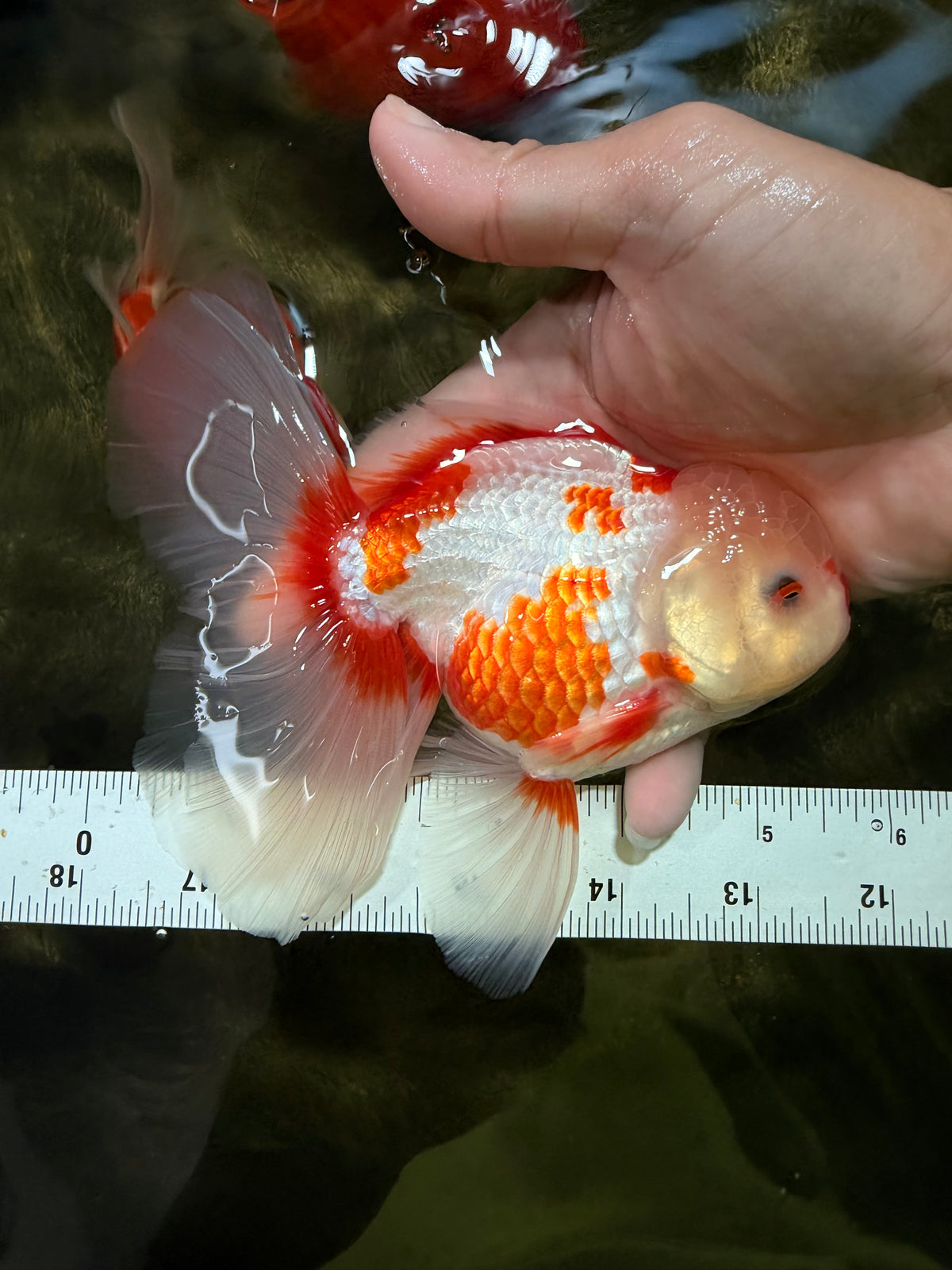 CHICKIE A Grade Red White Oranda Male 5.5 inches #101626OR_08