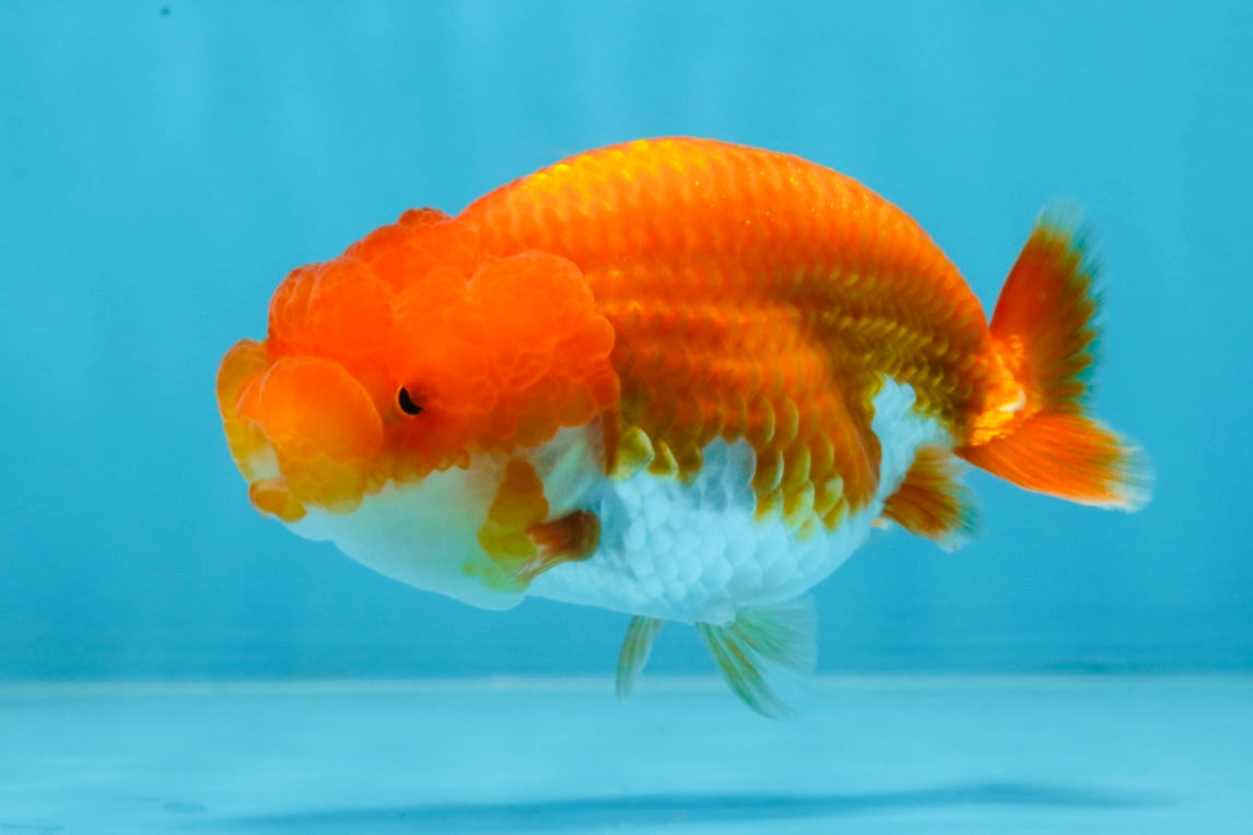 SUPER CUTE AAA Grade Red White LionQueen 4 inches #101725LC_12