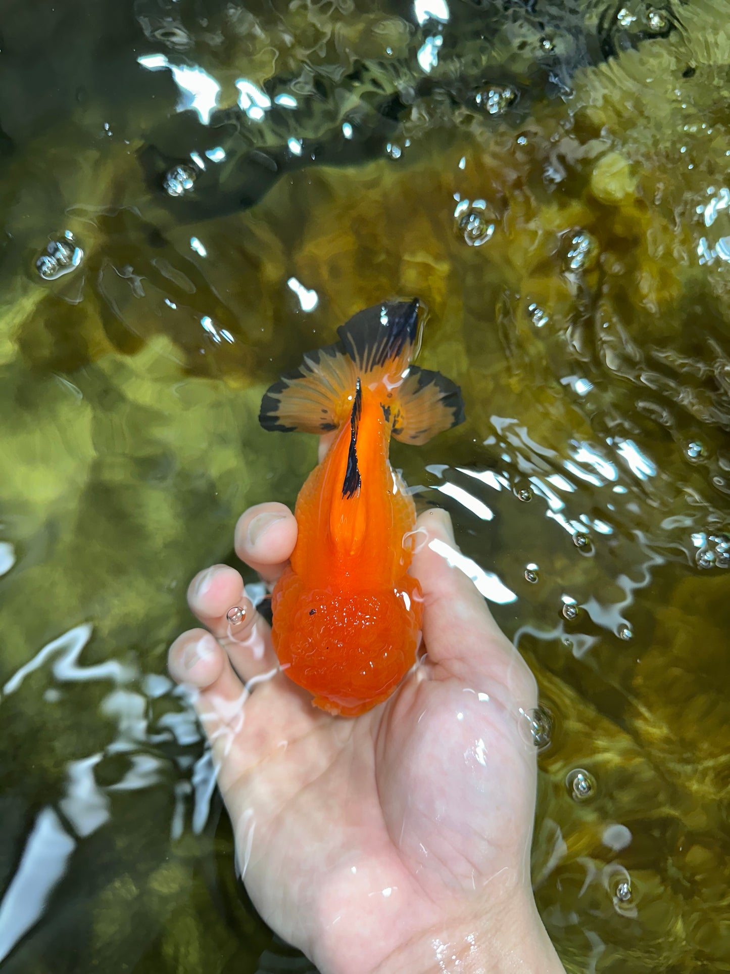 Pompom Tricolor Yuanbao Male 4.5 inches #060625YB_07