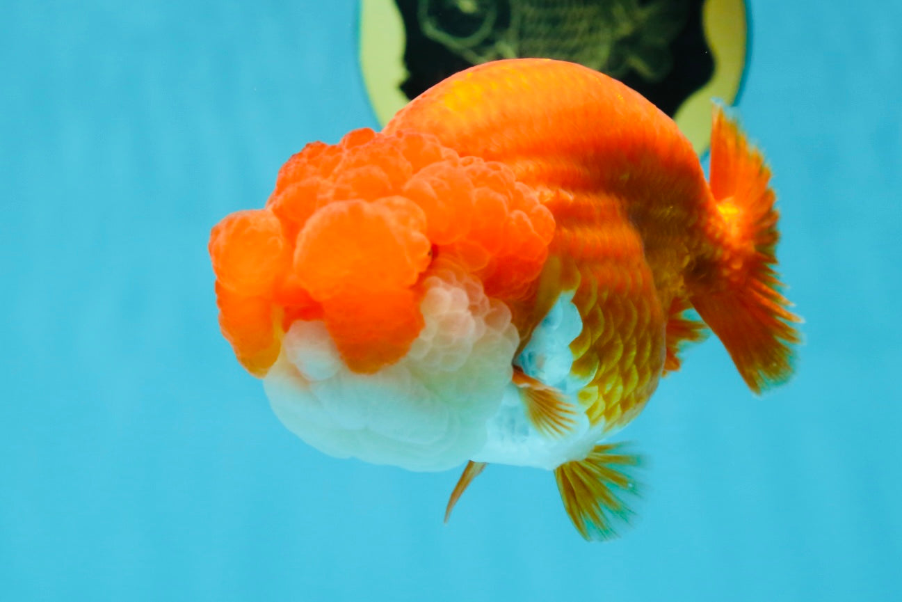 TOP WEN AAA Grade SUPER WEN Red White LionQueen 4.5 inches #050225LC_17