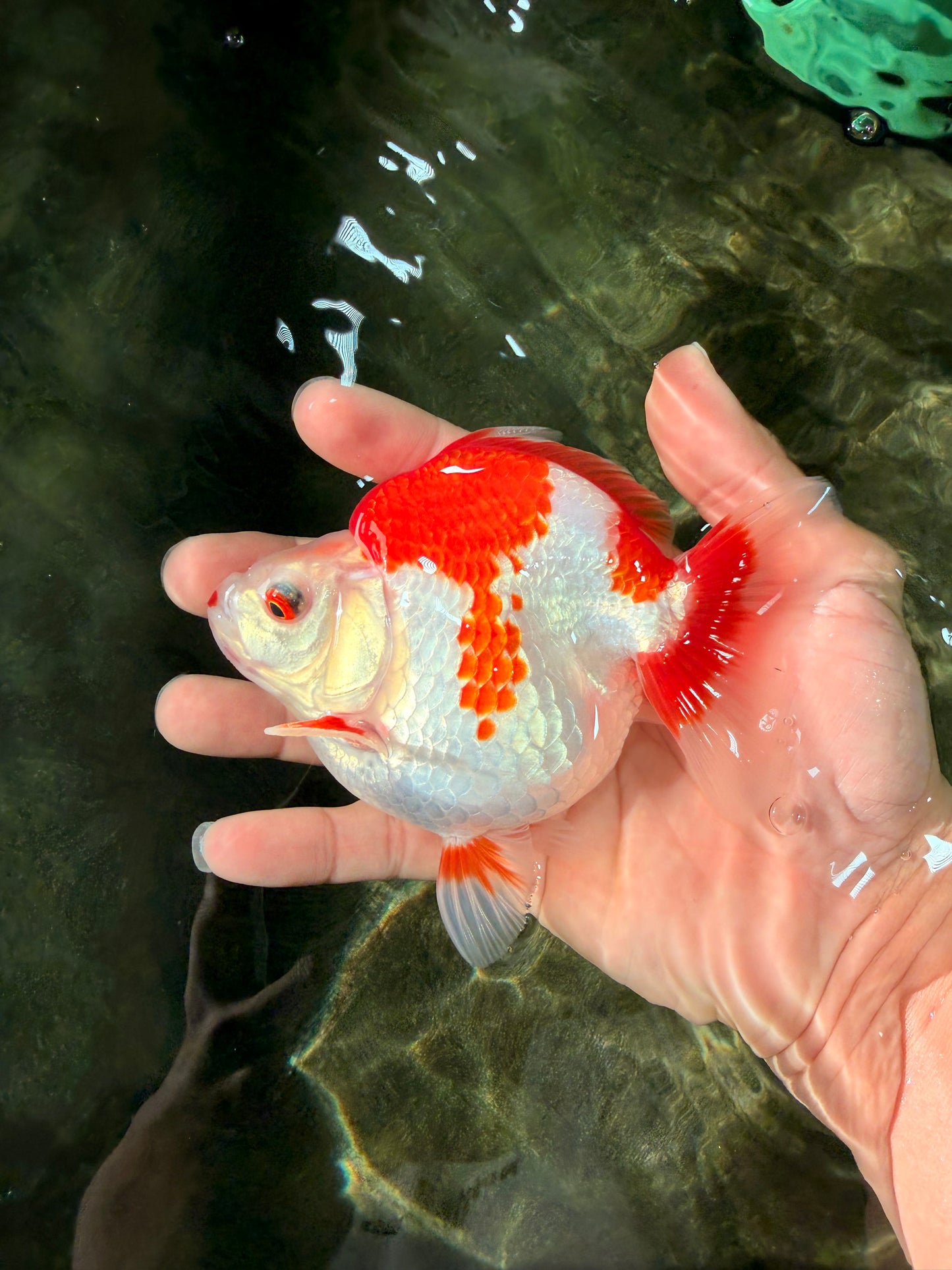 AAA Grade Red White Ryukin Female 4.5 inches #031326RK_31