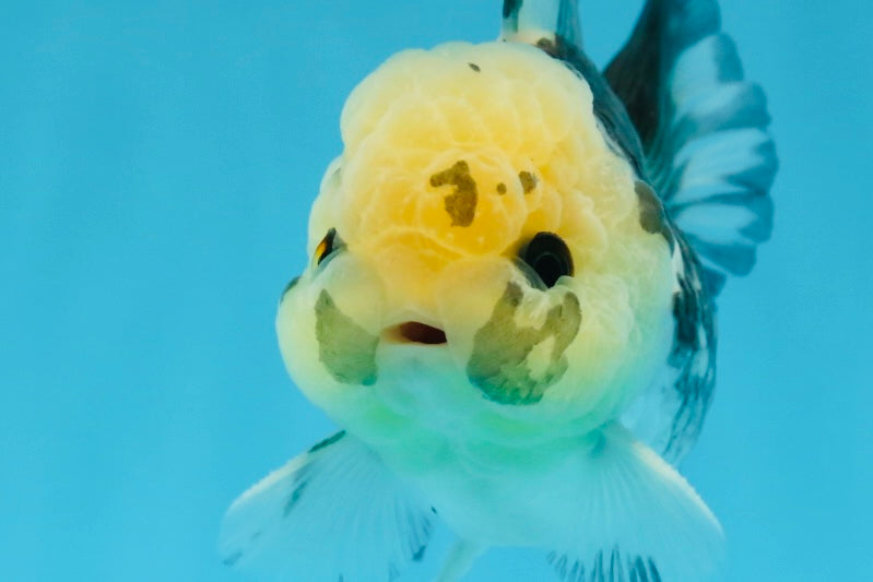 Panda Oranda macho con ojos de botón de 4,5 pulgadas #0920OR_20