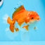 AAA Grade Red White Oranda Male 5.5 inches #0706OR_22