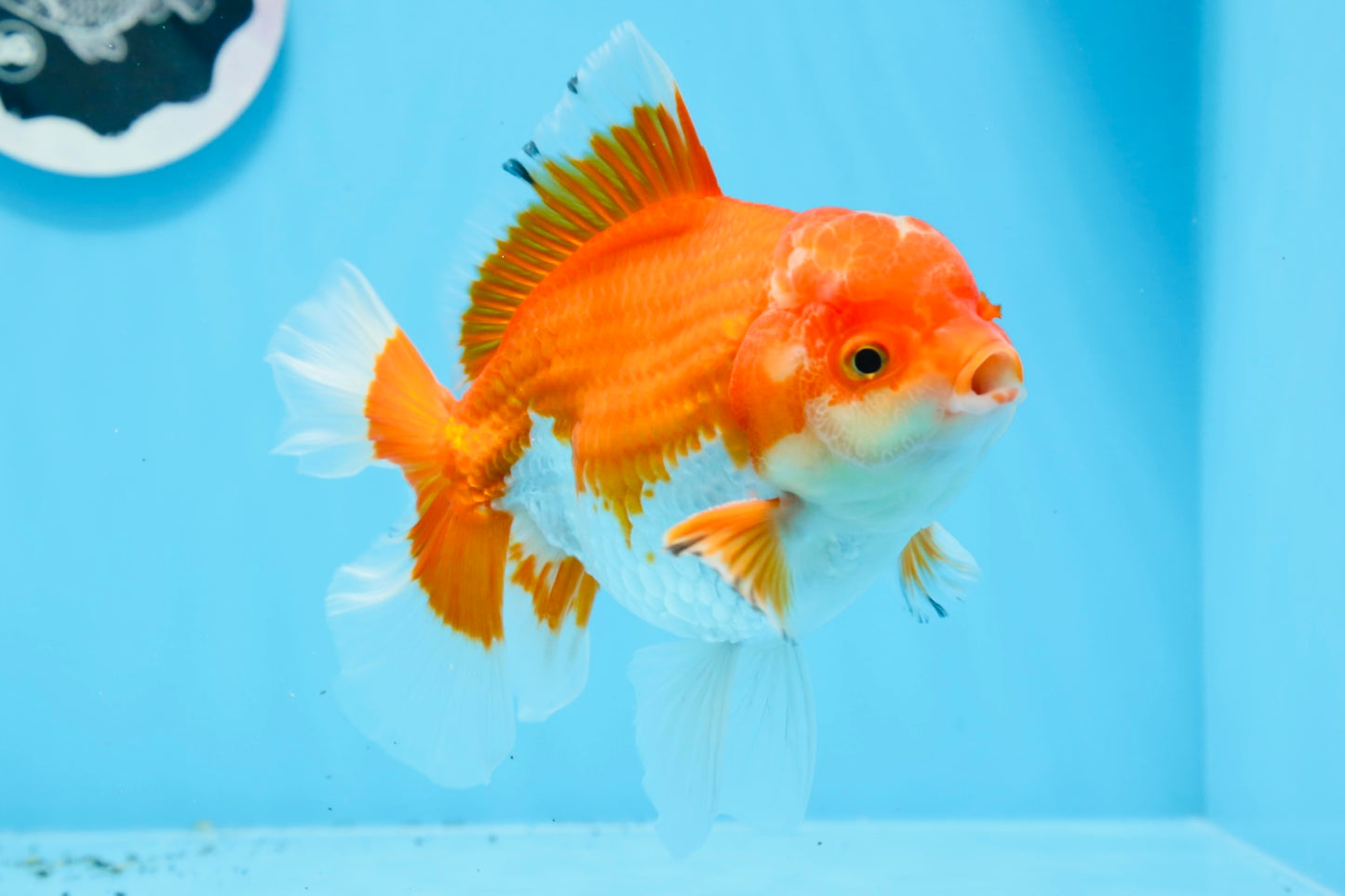 AAA Grade Red White Oranda Male 5.5 inches #0706OR_22