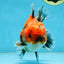 SPECIAL ROSE TAIL A Grade Calico Oranda Male 5.5 inches #120525OR_01
