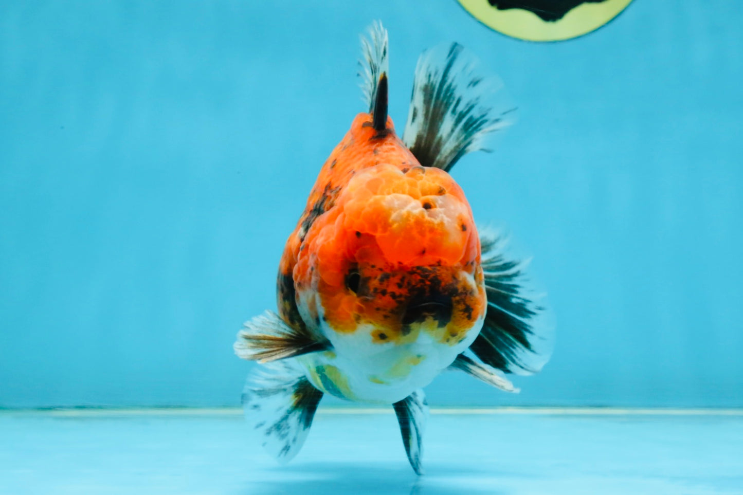 SPECIAL ROSE TAIL A Grade Calico Oranda Male 5.5 inches #120525OR_01